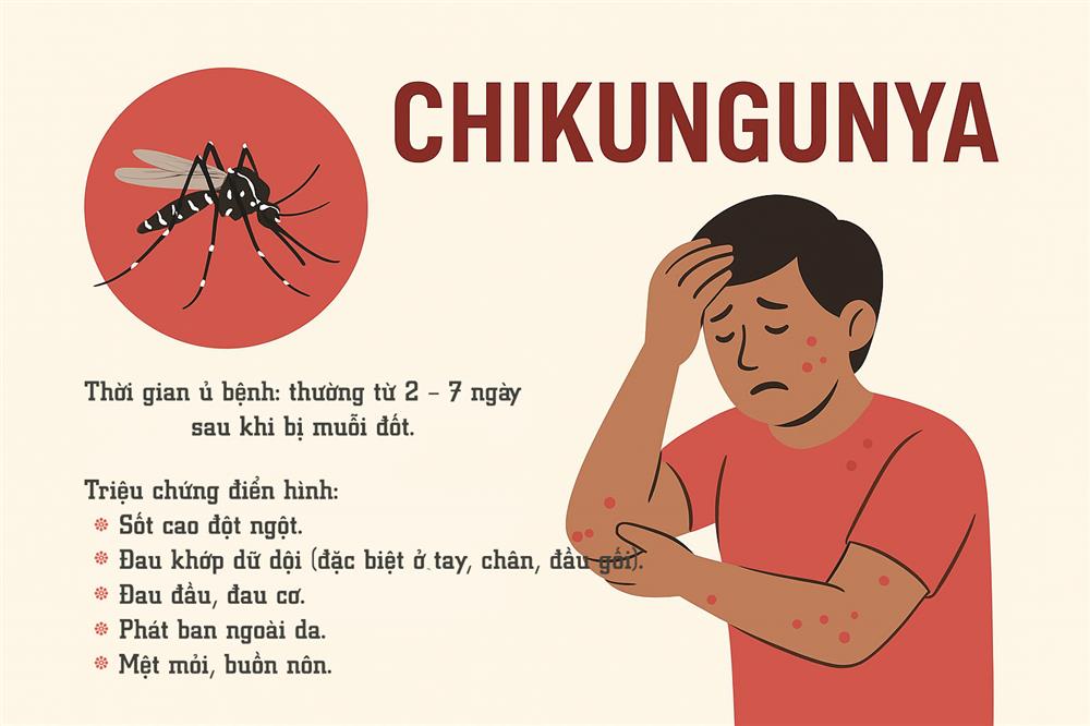 Bệnh Chikungunya là gì? được truyền sang người chủ yếu qua muỗi vằn Aedes aegypti và Aedes albopictus